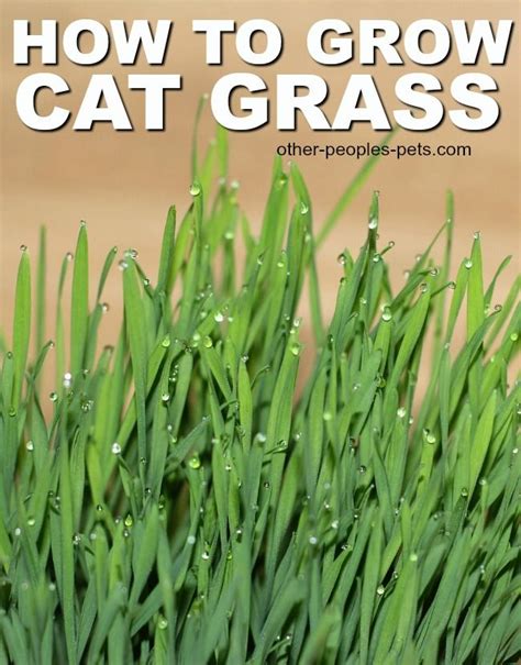 If you live in an apartment and your cat does not have access outside, your cat may chew on household. How to Grow Cat Grass for Your Cat to Enjoy (With images ...