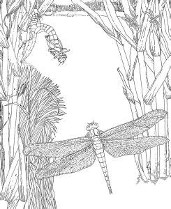 Coloring pages: Coloring pages: Dragonfly, printable for kids & adults