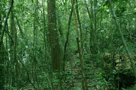 Sinharaja Rain Forest Sri Lanka