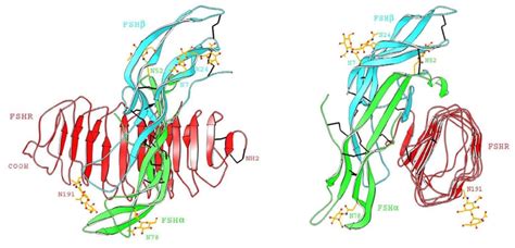 The Luteinizing Hormone Receptor Insights Into Structure Function