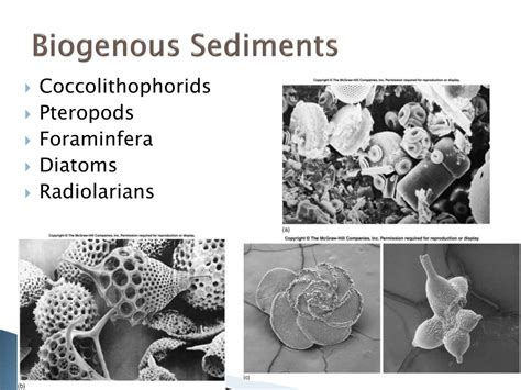 Biogenous sediments are composed of the remains of living organisms, including microscopic phytoplankton (plants) and microscopic zooplankton (animals), terrestrial and aquatic plants. PPT - Ocean Sediments PowerPoint Presentation, free ...
