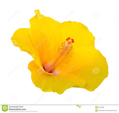 Yellow Hibiscus Stock Photo Image Of Flower Beautiful 40072840