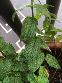 My mint has finally decided to bush out after much worry but the leaves have white spots on them. Mint | White spots and dead leaves on my mint