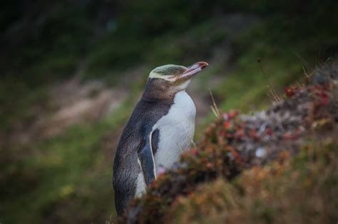 Like most other penguins, it is. Yellow-Eyed Penguin at Moeraki Lighthouse | Penguins ...