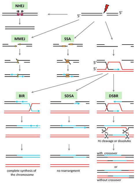 Seed plant mitochondrial genomes contain trna genes of both chloroplast and mitochondrial origin. IJMS | Free Full-Text | DNA Repair and the Stability of ...