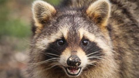 Rabid Raccoon Found In East Brunswick