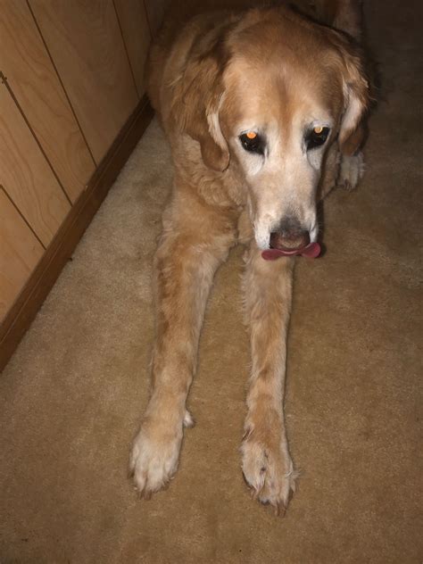 My 10 Year Old Golden Retriever Began Limping Late Friday Night On His