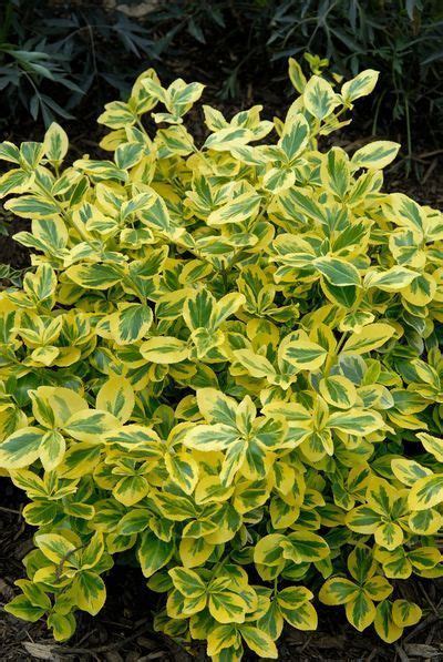 Has been added to your cart. Gold Splash® Wintercreeper (Euonymus fortunei), a Proven ...