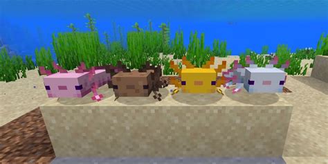 Minecraft Axolotls Facts You Need To Know