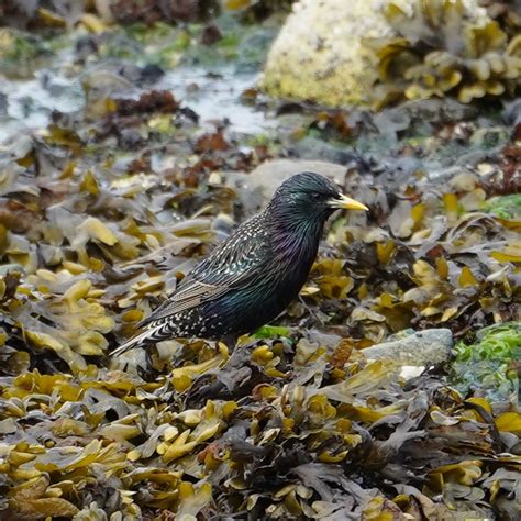 Starling Amongst The Seaweeds Figure Out The Sea