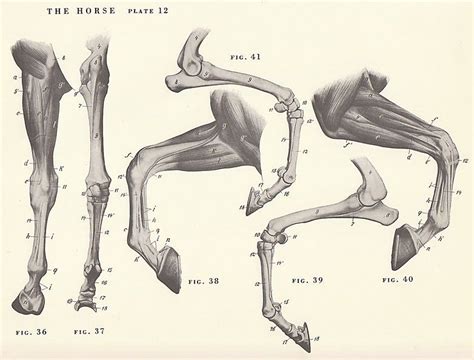 Horse Leg Muscles And Skeleton Structure Diagram