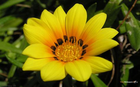 Beautiful flowers for her download. wallpaper: Beautiful Flowers Wallpaper Free Download