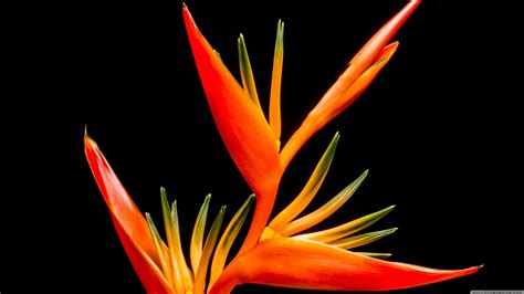 Exotic Flowers Wallpaper 52 Images