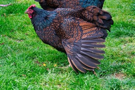 Barnevelder Chicken Care Guide Color Varieties And More Chickens And More