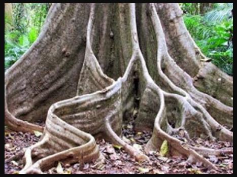 Ciri khusus tumbuhan teratai dan fungsinya Fungsi Akar Pada Tumbuhan - Struktur, Ciri, Jenis, Gambar ...