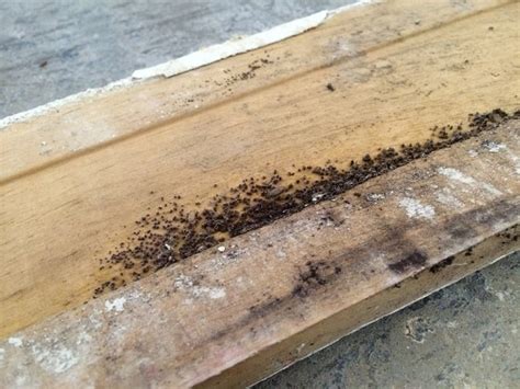 Termite Damage Signs How To Avoid Termites In Your House And Bathroom
