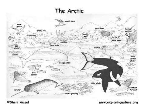 This page features easy color black lines with four fun facts about this special arctic animal. Free Biome Coloring Pages - Coloring Home