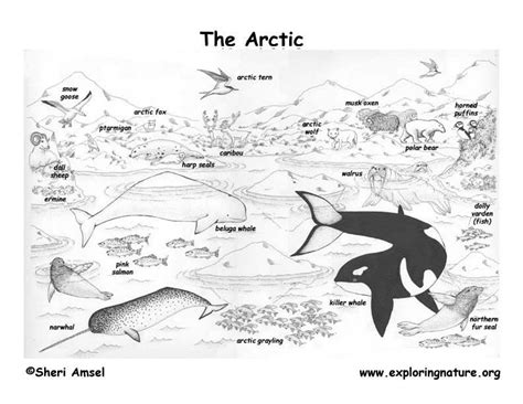 As a result of the cold temperatures of the north the arctic tundra is a large and barren expanse of land. Free Biome Coloring Pages - Coloring Home