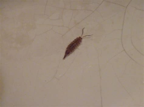 Bugs In Shower Drain