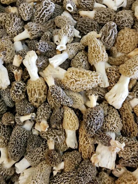 Moral (Guchichi)Mushroom , | Stuffed mushrooms, Morels, Morel mushroom gambar png