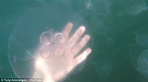 Watch these moon jellies eating! Paddle boarder gets video of San Diego's Mission Bay ...
