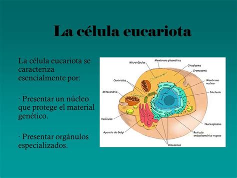 Donde Se Encuentra El Material Genetico De La Celula Eucariota Varios
