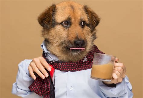 Woman Creates Rooffee A Coffee For Dogs Huffpost Life