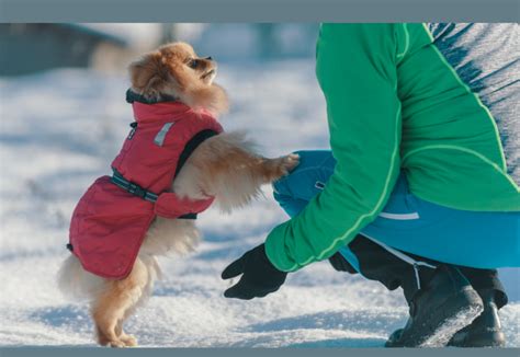 Cold Weather Tips For Dogs Hillrose Pet Resort