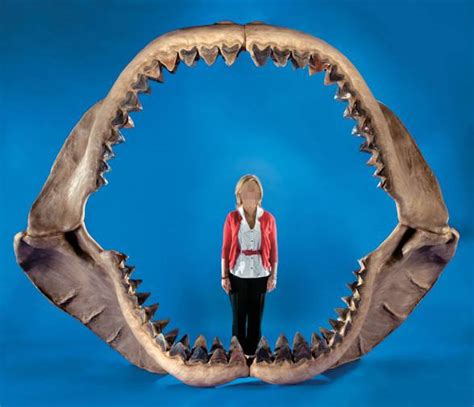 The Largest Shark Ever Discovered