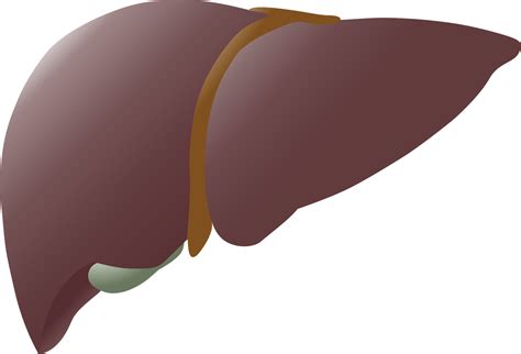 Más De 10 Vectores De Liver Y Hígado Gratis Pixabay