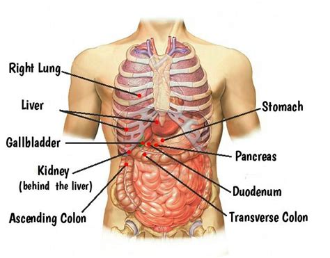 Gallstones can cause pain underneath the right rib cage. Kidney Pain Under Left Rib Cage - KIDKADS