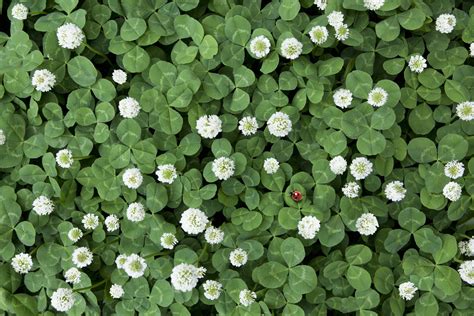 How To Plant A Clover Lawn Clover Lawn Plants Clover Seed