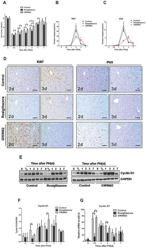 Real madrid vs liverpool champions league preview: Ligand activation of PPAR? inhibits mouse liver ...