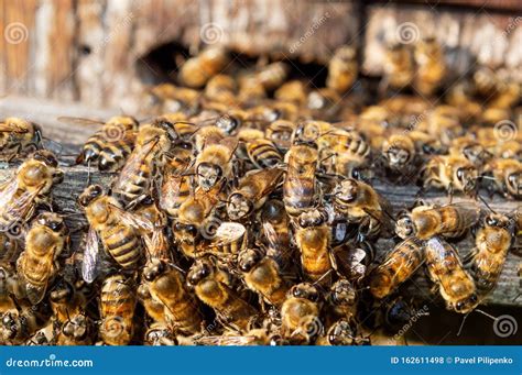 A Swarm of Bees Outside the Hive on a Sunny Summer Day Stock Photo