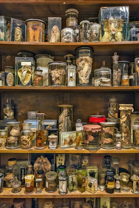 In the olden days some people assembled what were known as curiosity cabinets. 5db72bf80317f21475ad0bc6a4b34cc4.jpg (640×960 ...