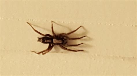 Maybe you would like to learn more about one of these? Herpyllus ecclesiasticus (Eastern Parson Spider) in Grand ...