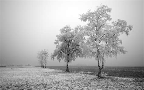 Nature Landscape Winter Trees Snow Field Bright