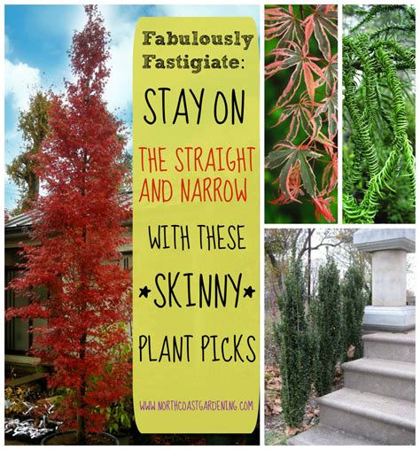 Fabulously Fastigiate Narrow Plants For Skinny Spaces