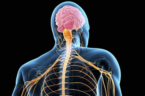 ELA (Esclerosis Lateral Amiotrófica): causas, síntomas y ...