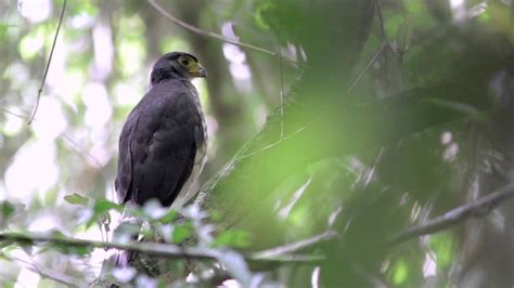 Slaty Backed Forest Falcon In Pipeline Road Panama Youtube