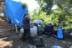 The Sanctuary Of Hope Spca Gloucester Vas Haven For Abandoned And Abused Animals