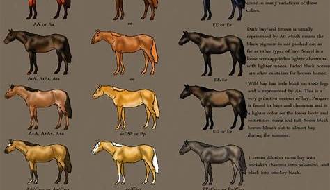 horse breeding colour chart