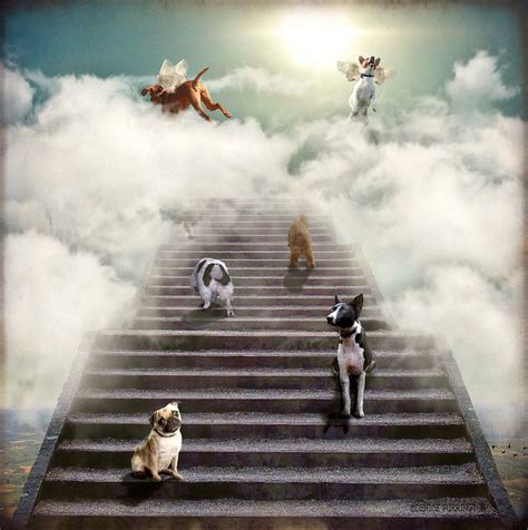 Image Of Pets In Heaven Quotes Quotesgram