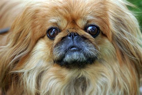 Check spelling or type a new query. Meet the Pekingese, Imperial Dog of China