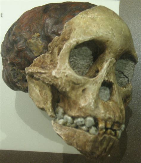 Fileaustralopithecus Africanus Anagoria Wikimedia Commons