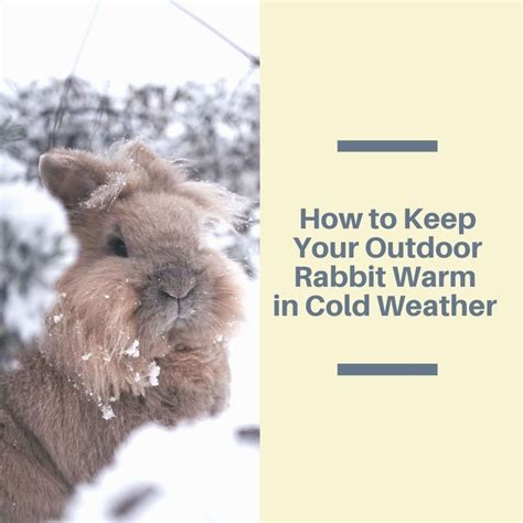 Cold Weather Care For Outdoor Rabbits Pethelpful