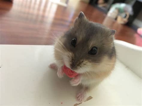 Hamster Love ♥️ This Face Is Too Cute To Deny Cute Hamsters Cute