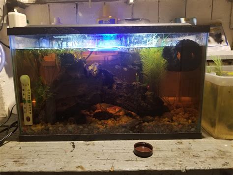 Moving in about 2 months. Need advice on how to move a tank. I have