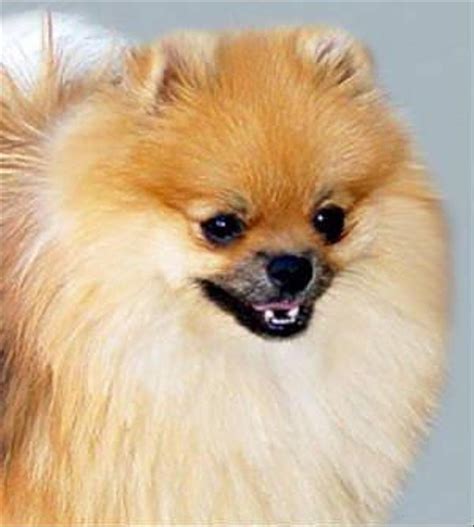 Palisades Pomeranians In California Find Your Pomeranian Puppy Good Dog