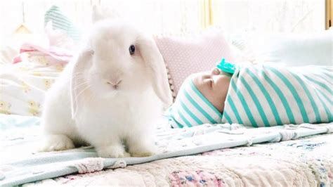 Video Moms Photos Of Her Babies Cuddling Their Pet Bunnies Are Heaven